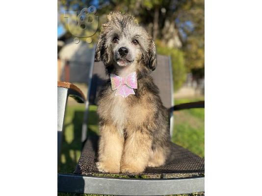Αρσενικό κουτάβι Chinese Crested